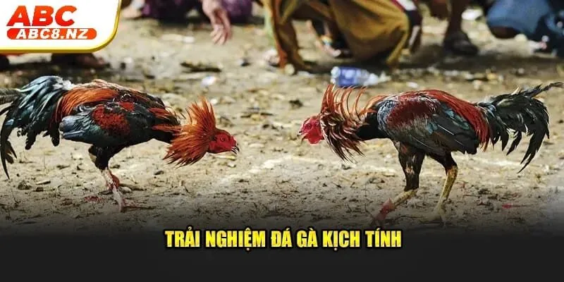 trang chủ 691 Trải nghiệm đá gà kịch tính